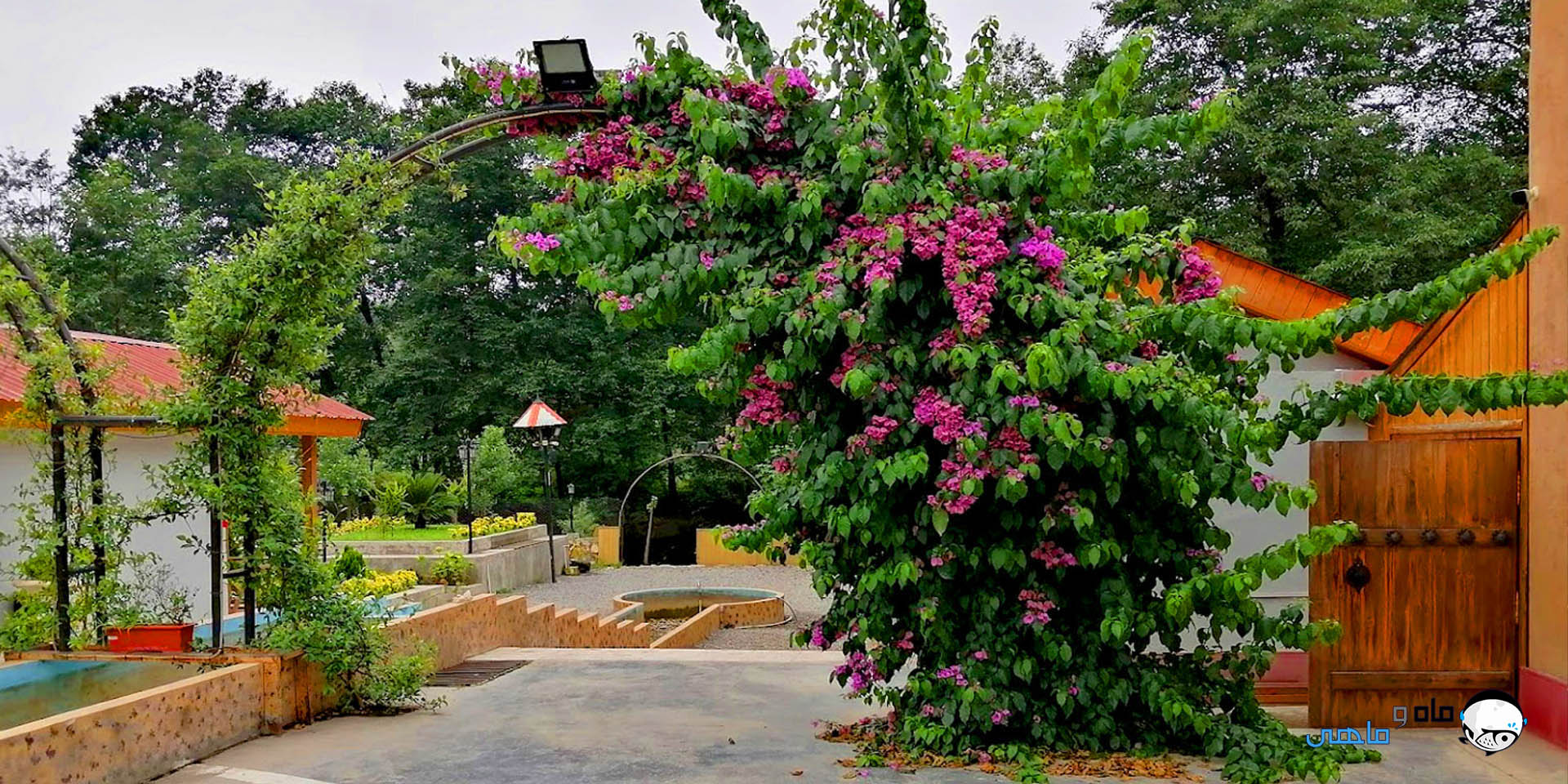 ماه و ماهی